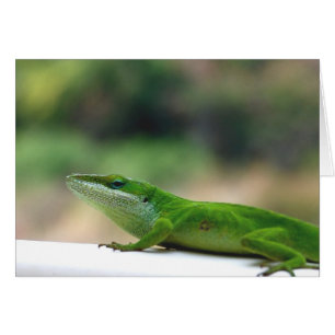 Grumpy Anole Cards