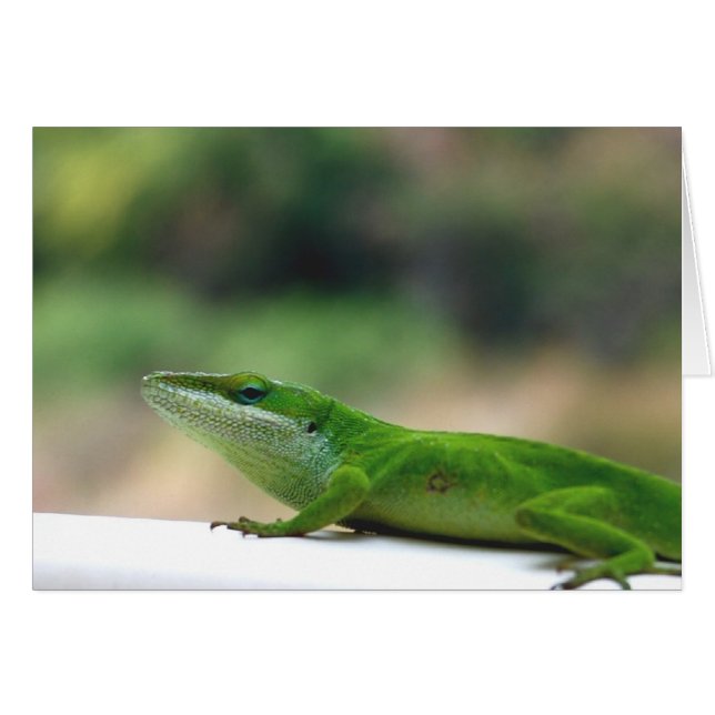 Grumpy Anole Cards (Front Horizontal)