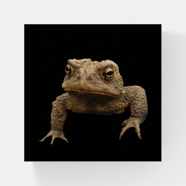 Grumpy Brown Toad Glass Paperweight