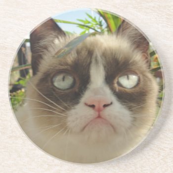 Grumpy Cat Coasters by thegrumpycat at Zazzle