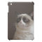 Grumpy Cat Glare