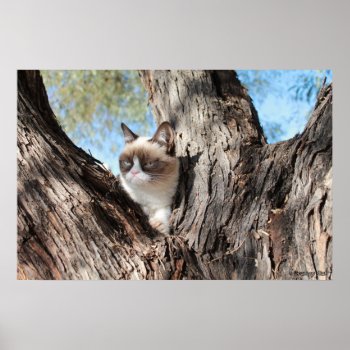Grumpy Cat™ In A Tree Poster by thegrumpycat at Zazzle