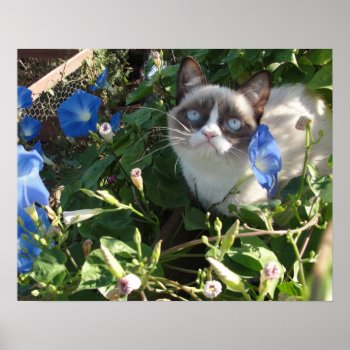 Grumpy Cat In The Morning Glories 20x16 Poster by thegrumpycat at Zazzle