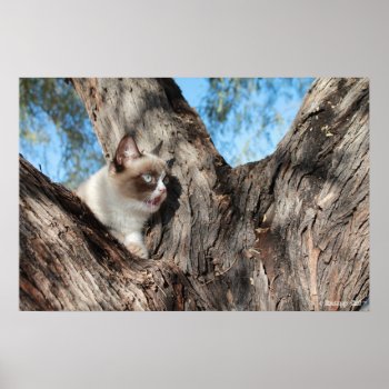 Grumpy Cat™ Meows Poster by thegrumpycat at Zazzle
