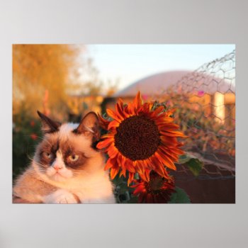 Grumpy Cat Sunflower Poster by thegrumpycat at Zazzle