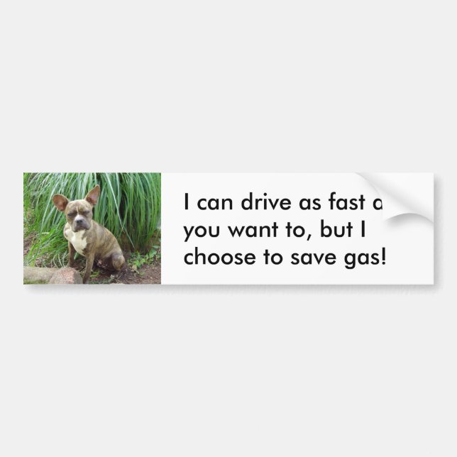 Grumpy dog Save gas Bumper Sticker (Front)