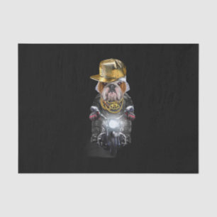 Grumpy English Bulldog wearing Hip Hop Cap Riding Tissue Paper