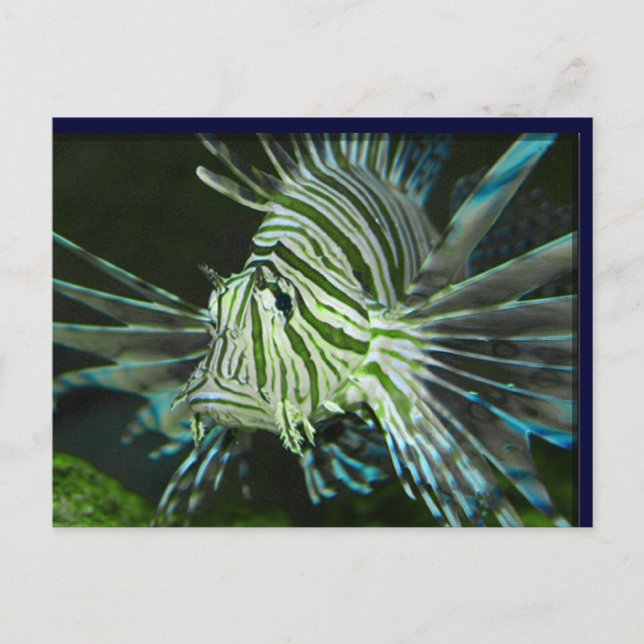 Grumpy Fish Postcard (Front)