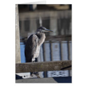 Grumpy Great Blue Heron Cards (Front)