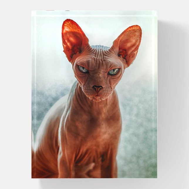 Grumpy Hairless Sphynx Cat Paperweight (Vertical)