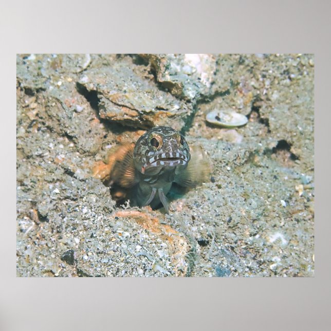 Grumpy Jawfish Poster (Front)