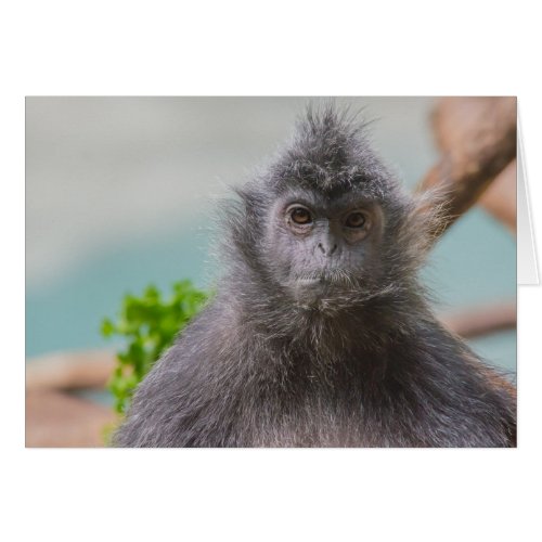 Grumpy Monkey with a Mustache Blank Card