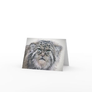 Grumpy Pallas Cat notecard