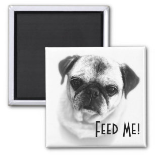 Grumpy Pug Feed Me Magnet