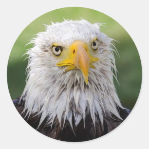 Grumpy & Soggy Bald Eagle Classic Round Sticker