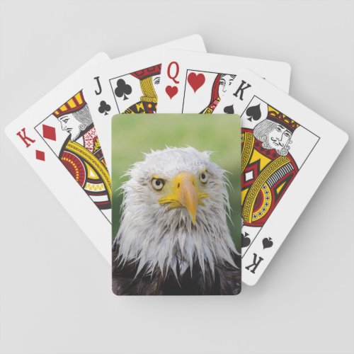 Grumpy  Soggy Bald Eagle Poker Cards