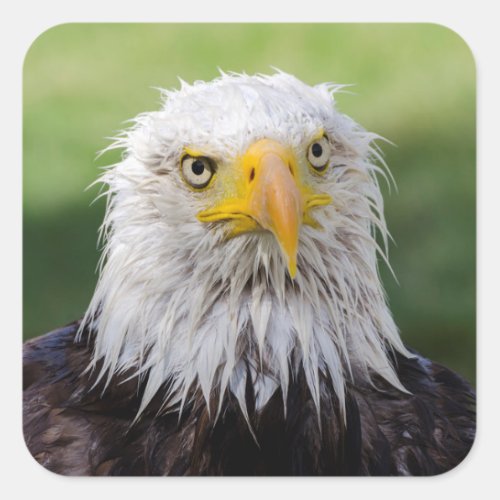 Grumpy  Soggy Bald Eagle Square Sticker