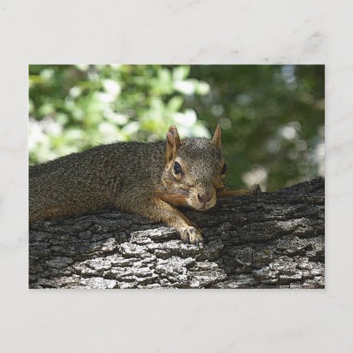 Grumpy Squirrel Postcard