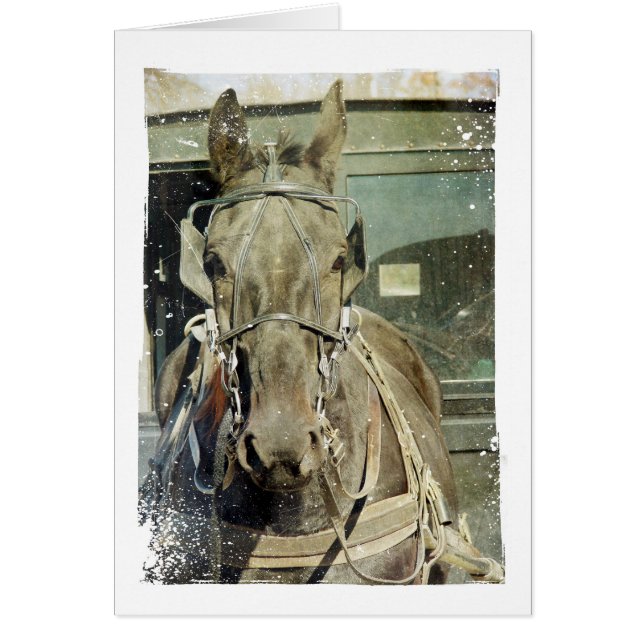 Grunge Amish Buggy Horse Cards (Front)