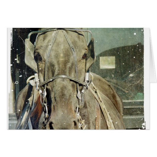 Grunge Amish Buggy Horse Cards (Front Horizontal)