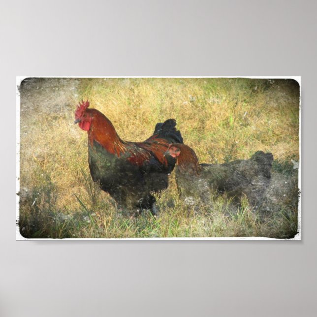 Grunge Canvas Black Copper Marans In Field Poster (Front)