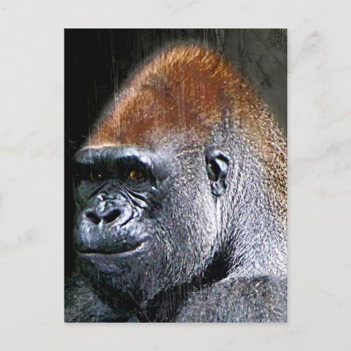 Grunge Lowland Gorilla Close_up Face Postcard