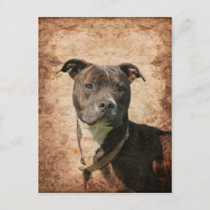 Grunge Pit Bull Terrier Postcard