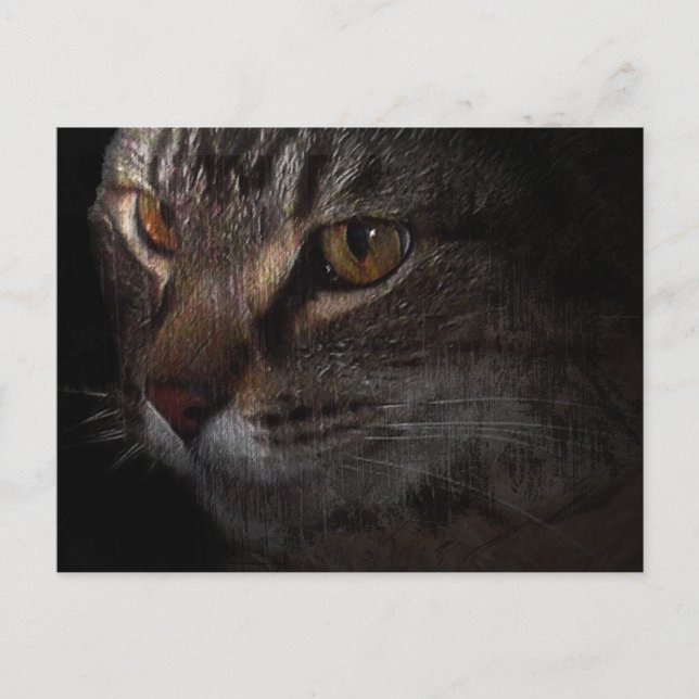 Grunge Tabby Cat Face in Shadow Postcard (Front)