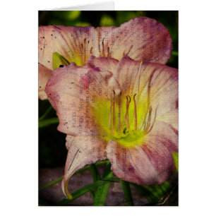 Grunged Up Look Daylily Cards