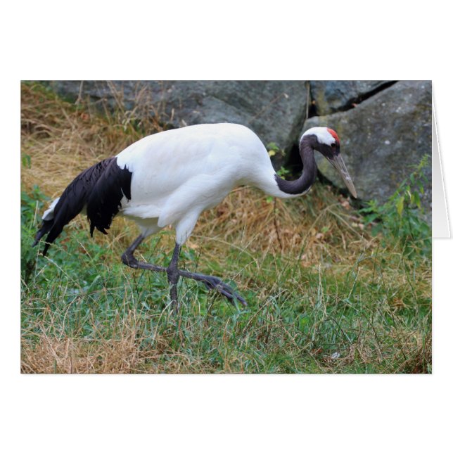 Grus japonensis (Front Horizontal)