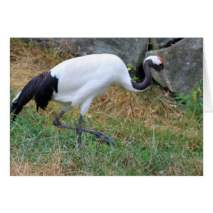Grus japonensis cards