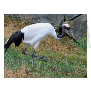 Grus japonensis cards