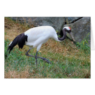 Grus japonensis cards