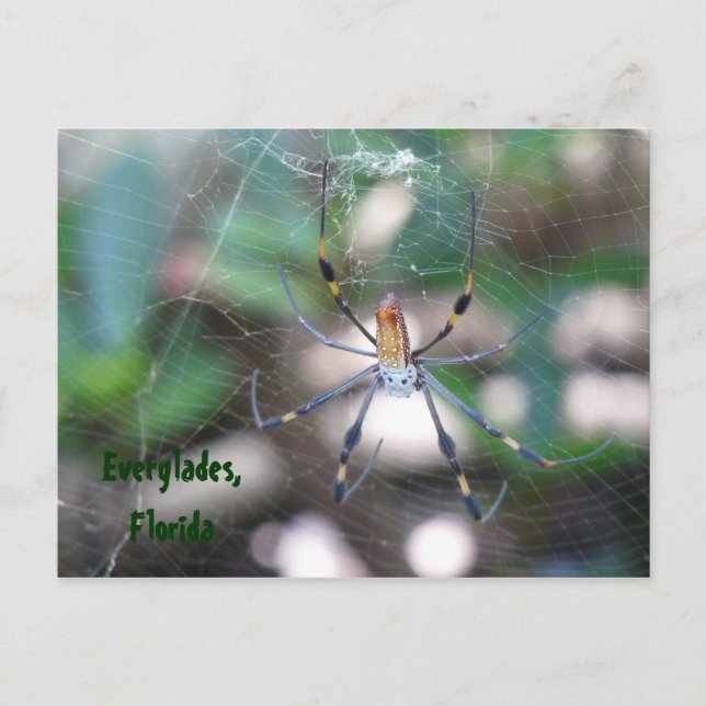 Grüße aus Florida Grußkarte Postkarte Postcard (Front)