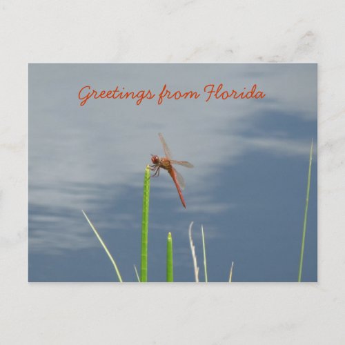 Gre aus Florida Grukarte Postkarte Postcard