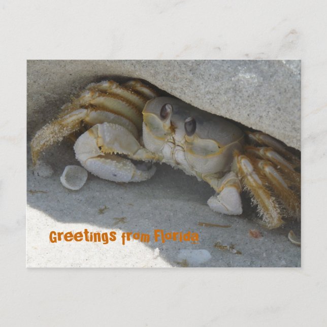 Grüße aus Florida Grußkarte Postkarte Postcard (Front)