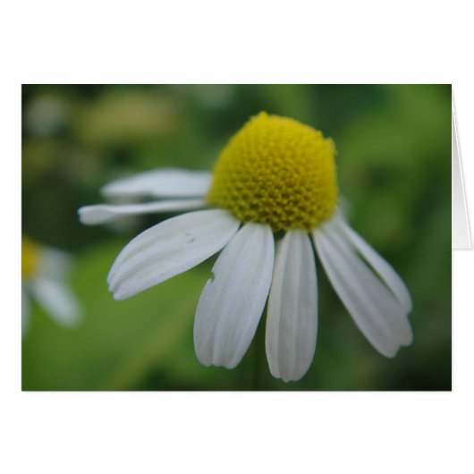 Grusskarte Kamillenblüte , blanko (Front Horizontal)