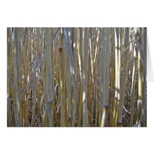 Grusskarte Kornstengel, blanko, gestaltbar (Front Horizontal)
