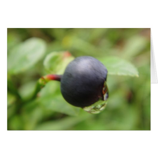 Grusskarte Waldheidelbeere mit Wassertropfen (Front Horizontal)