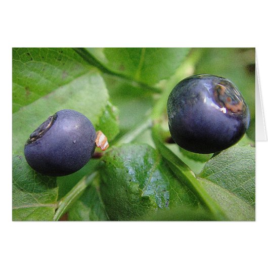 Grusskarte zwei Waldheidelbeeren, blanko Cards (Front Horizontal)