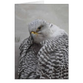 Gryfalcon - Frameable Art Card (Front)