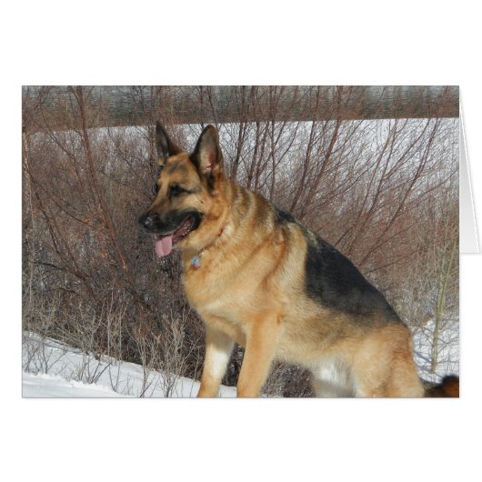 GSD in Winter Snow Cards (Front Horizontal)