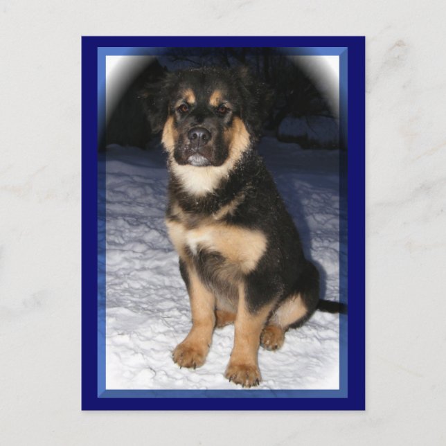 GSD Mix postcards (Front)