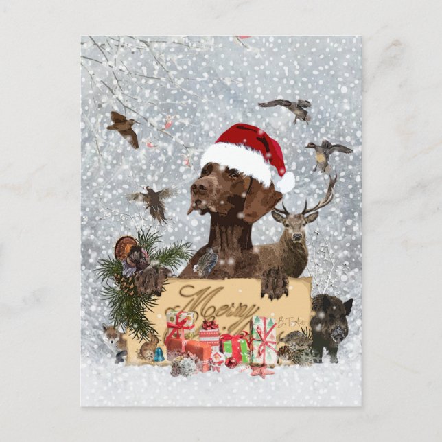 Gsp ,Dog christmas     Holiday Postcard (Front)