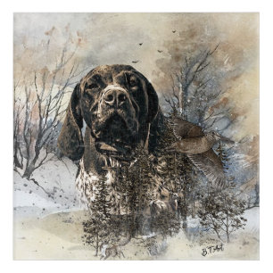 GSP, German Shorthaired Pointer Acrylic Print