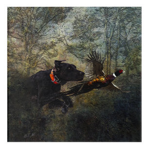 GSP , Hunting pheasant Acrylic Print