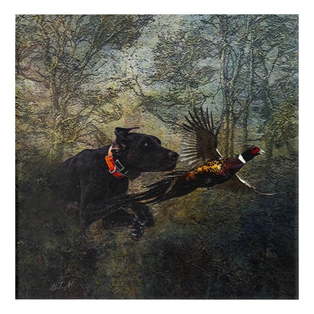 GSP , Hunting pheasant    Acrylic Print (Front)
