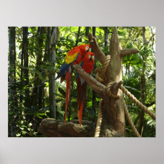 Guacamayo 7 colors / Scarlet Macaw Poster