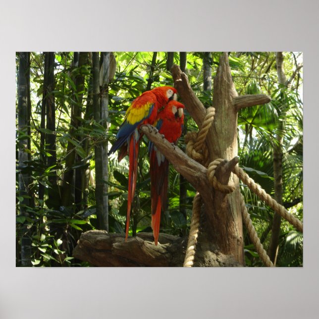 Guacamayo 7 colors / Scarlet Macaw Poster (Front)