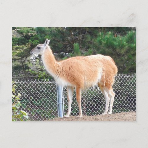 Guanaco 1 Postcard